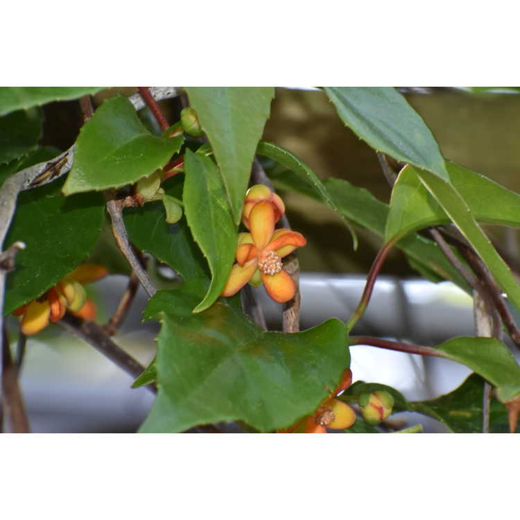 Schisandra arisanensis - magnolia vine