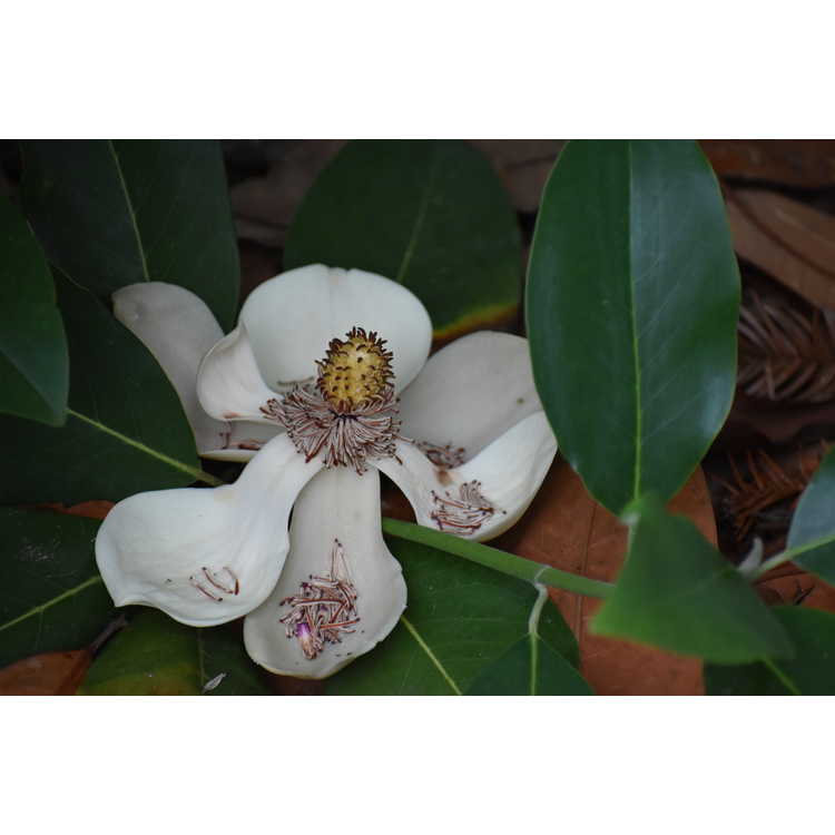 <em>Magnolia kwangsiensis</em>