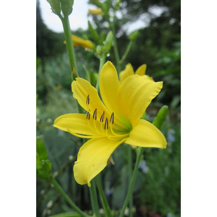 Hemerocallis 'Autumn Daffodil' - daylily