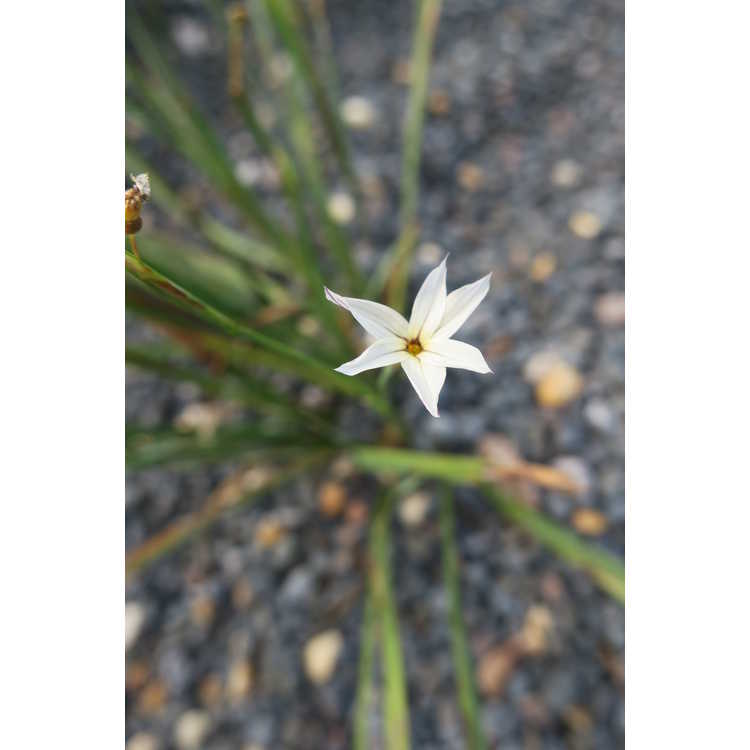 Sisyrinchium iridifolium