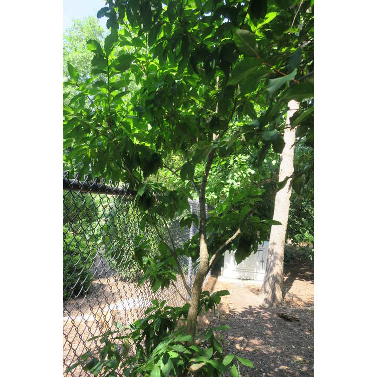 Quercus mongolica var. grosseserrata - Japanese chestnut oak