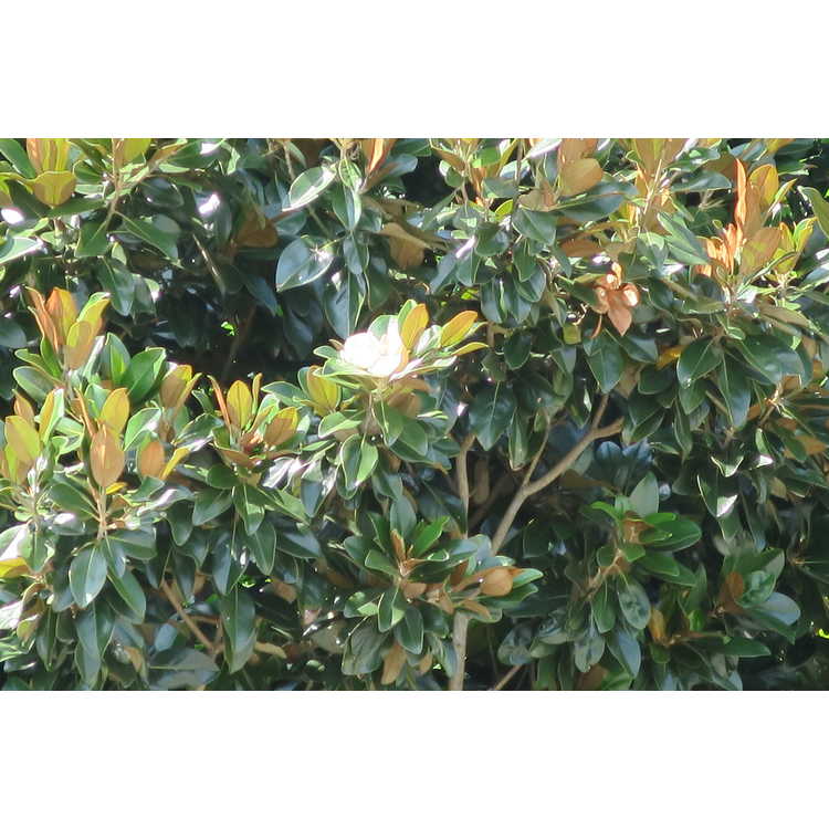 Magnolia grandiflora 'Hasse' - upright Southern magnolia