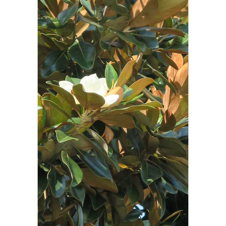 Magnolia grandiflora 'Hasse' - upright Southern magnolia
