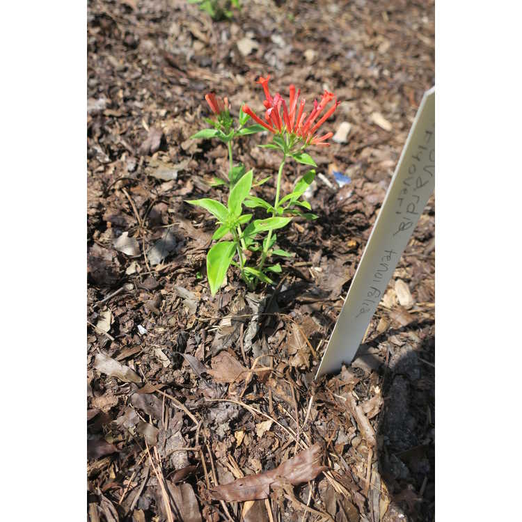 Bouvardia ternifolia Scarlet Hummer