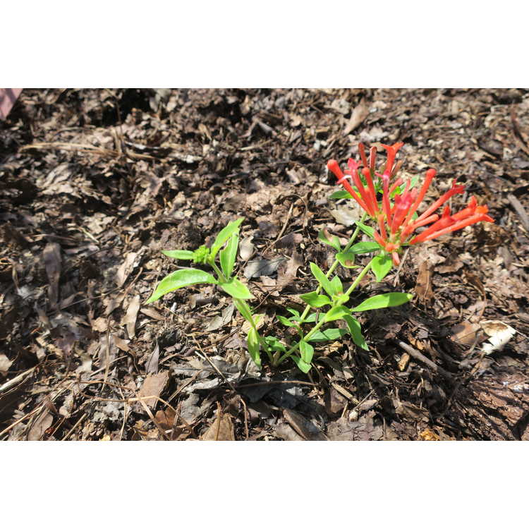 Bouvardia ternifolia Scarlet Hummer