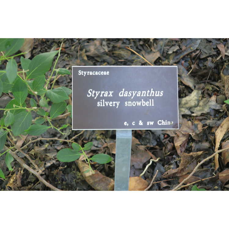 Styrax dasyanthus