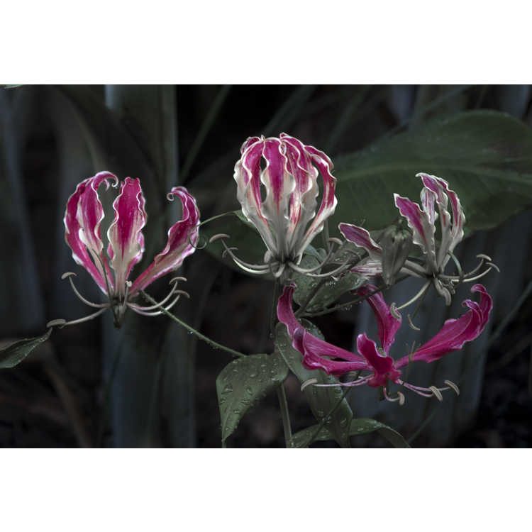 Gloriosa superba 'Rothschildiana' - gloriosa lily