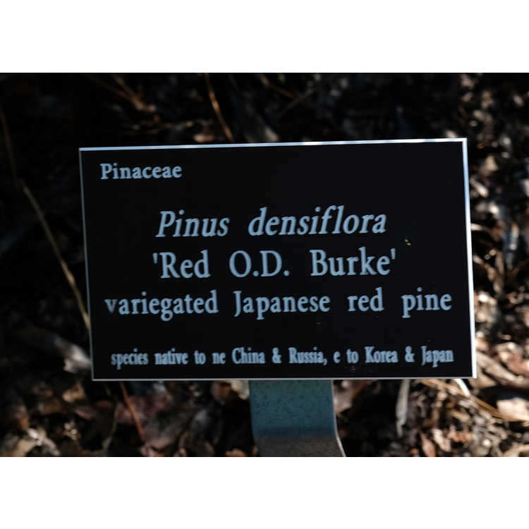 Pinus densiflora 'Burke's Red Variegated' - variegated Japanese red pine