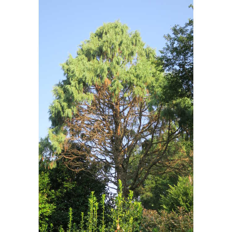 ×Cuprocyparis leylandii 'Green Spire' - Leyland cypress