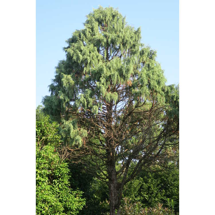 ×Cuprocyparis leylandii 'Green Spire' - Leyland cypress