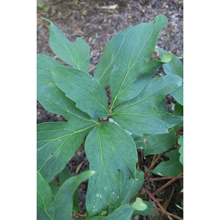 Paeonia suffruticosa 'Shima-nishiki'