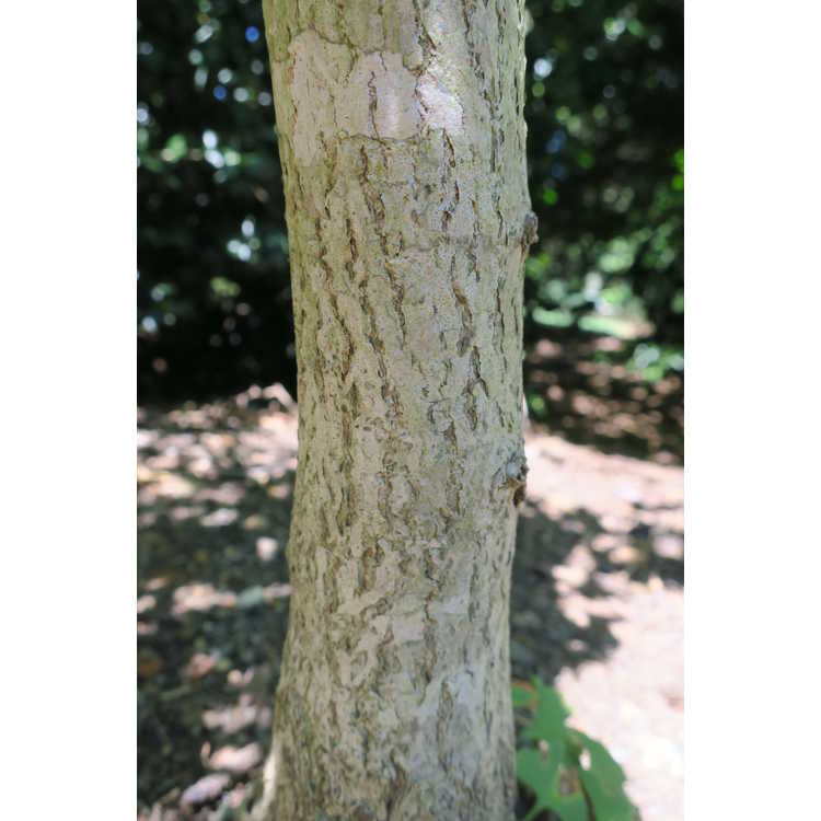 Ginkgo biloba 'Ross Moore' - weeping maidenhair tree