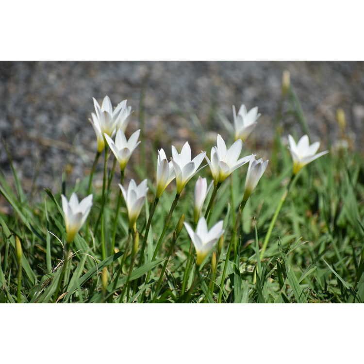 Zephyranthes commersoniana - rain lily