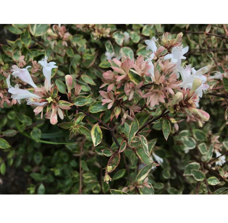 Abelia ×grandiflora 'Abelops'