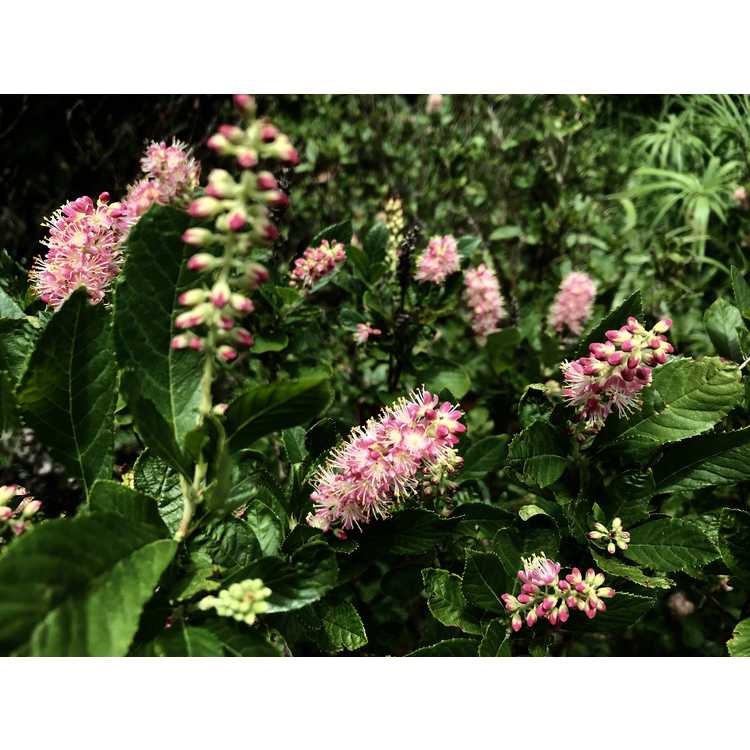 Clethra alnifolia 'Ruby Spice' - summersweet clethra