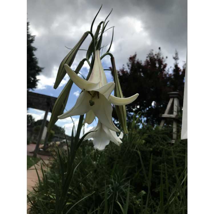 Lilium formosanum - Formosa lily