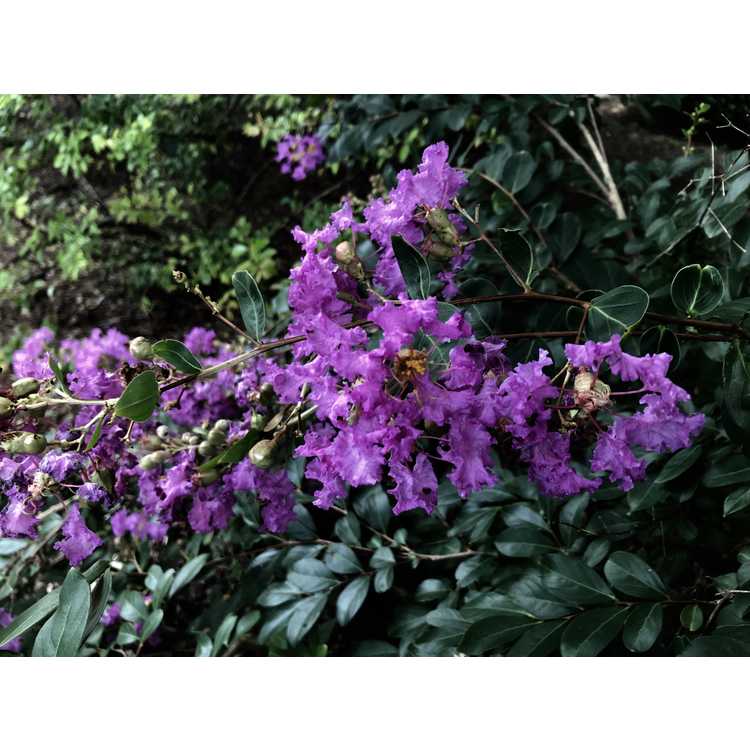 Lagerstroemia indica 'Orchid Cascade' - ground cover crepe myrtle