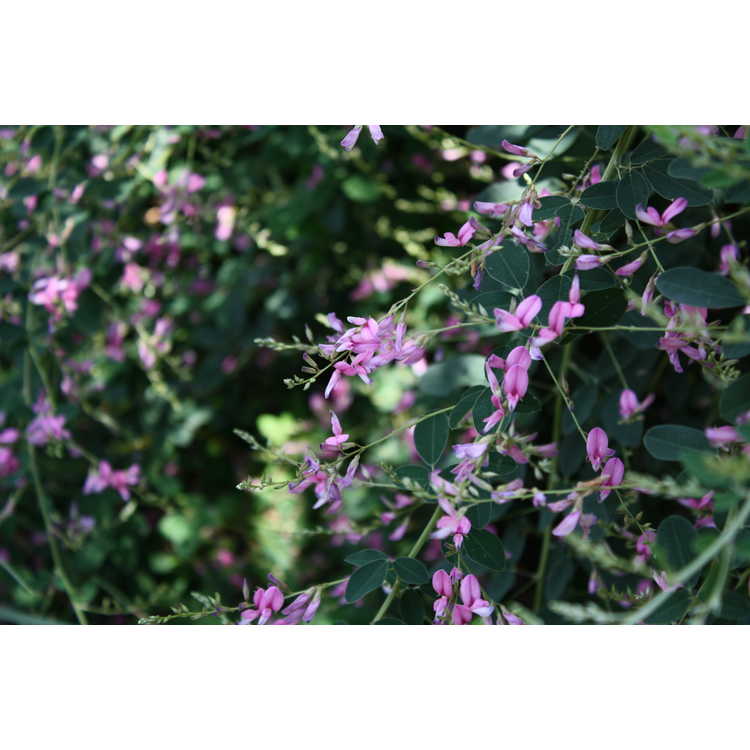 Lespedeza thunbergii 'Pink Cascade' - pink bush-clover