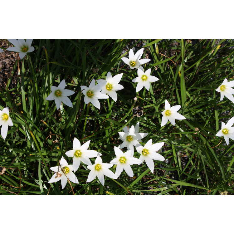 Zephyranthes commersoniana