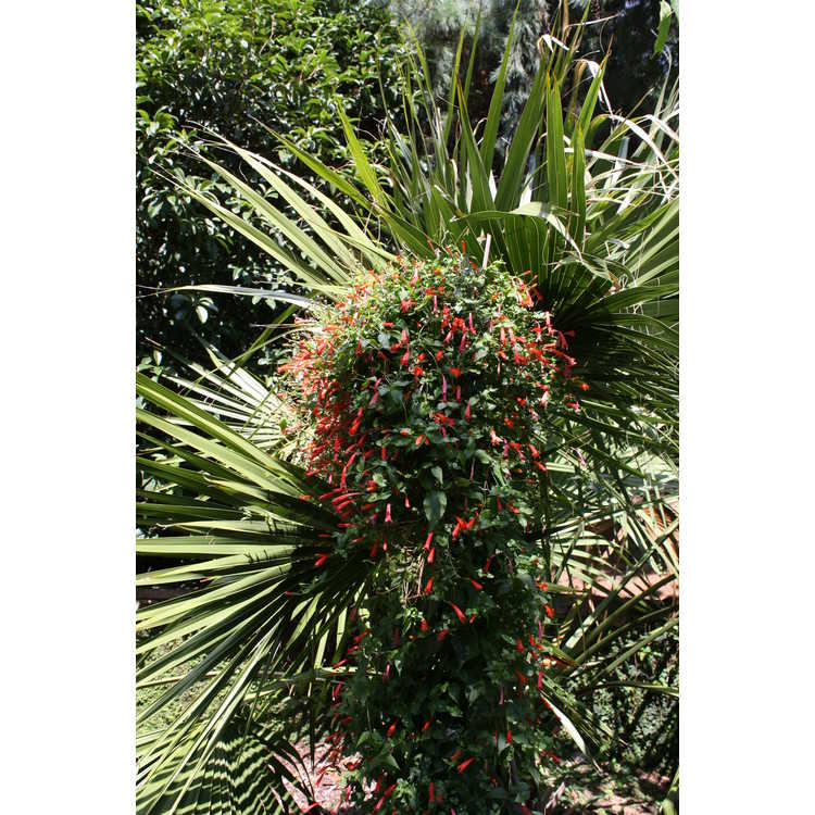 Manettia cordifolia 'John Elsley'