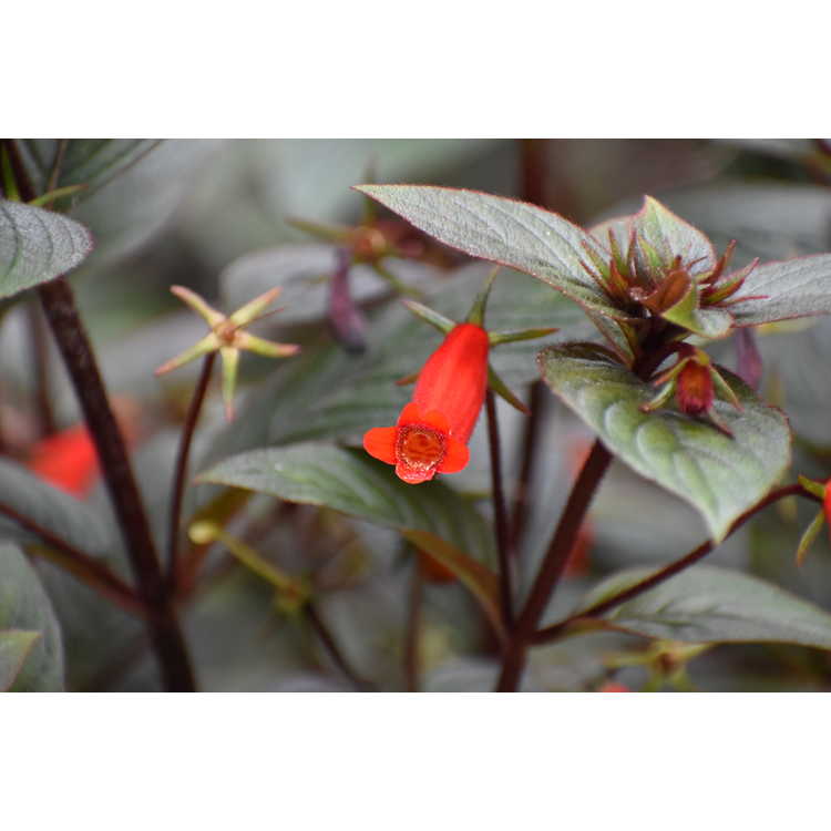 Seemannia 'Little Red' - hardy gloxinia