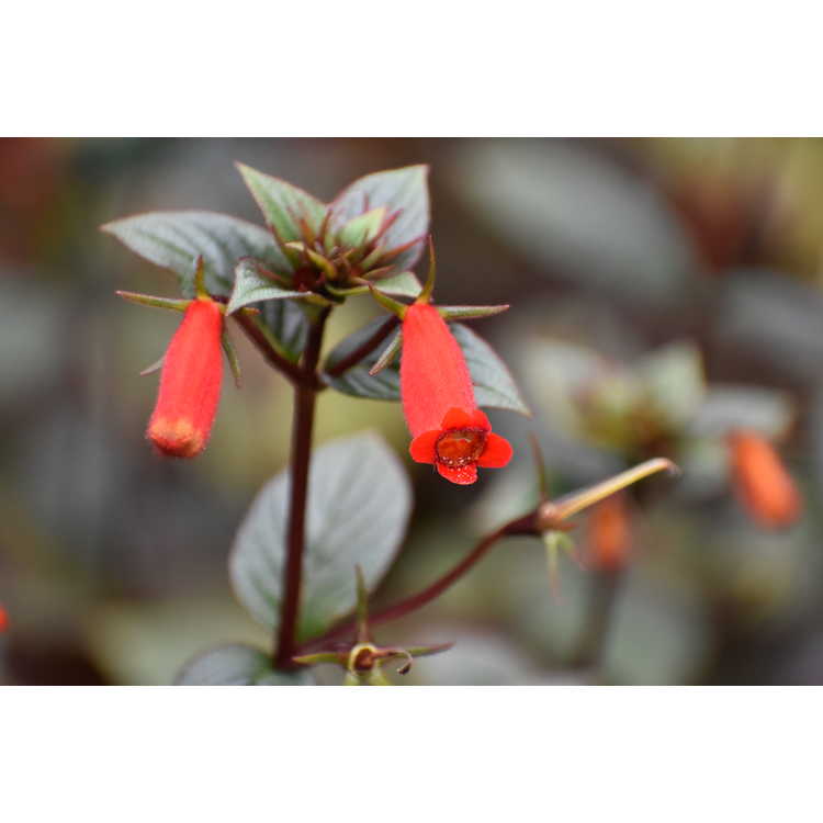 Seemannia Little Red