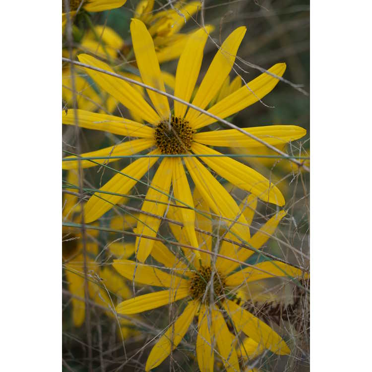 Helianthus - sunflower