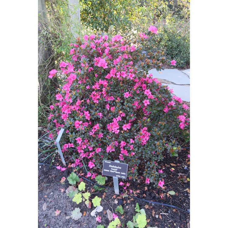 Rhododendron 'Conlef' - Autumn Cheer Encore Azalea®