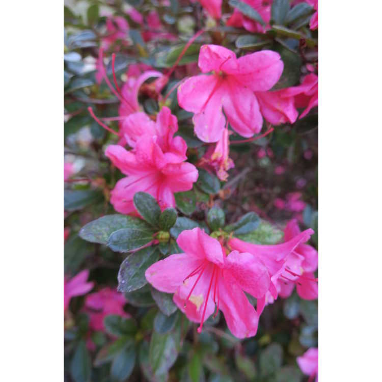 Rhododendron 'Conlef' - Autumn Cheer Encore Azalea®