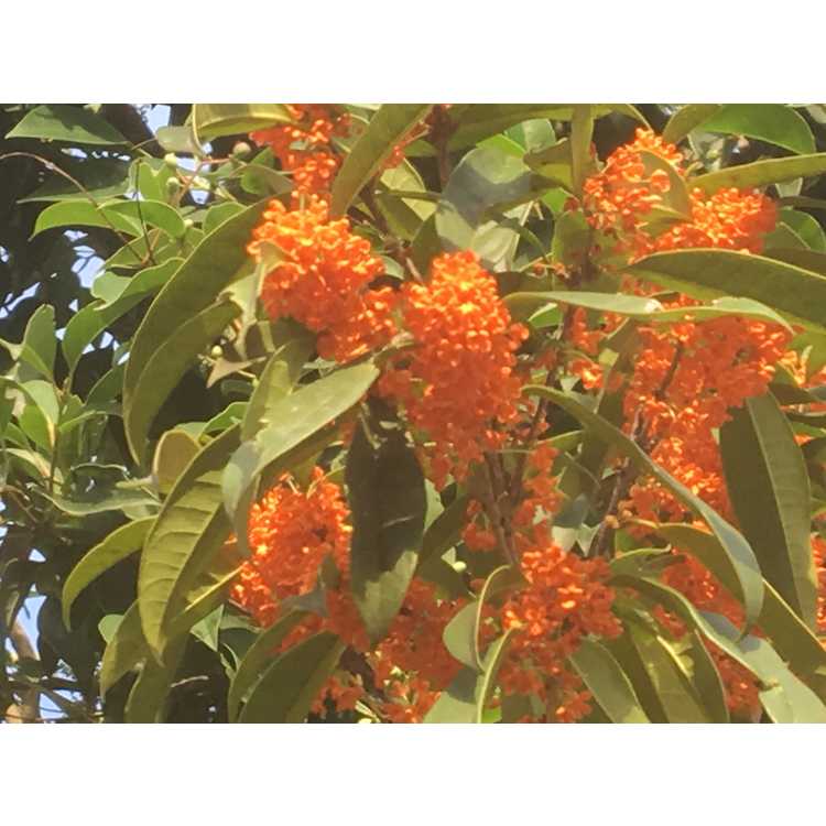 Osmanthus fragrans f. aurantiacus - orange sweet-olive