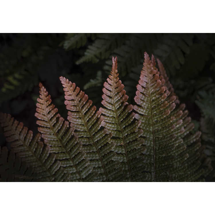 Dryopteris erythrosora - autumn fern