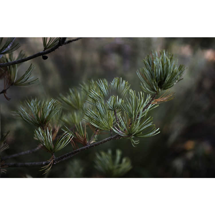 <em>Pinus parviflora</em> 'Venus'