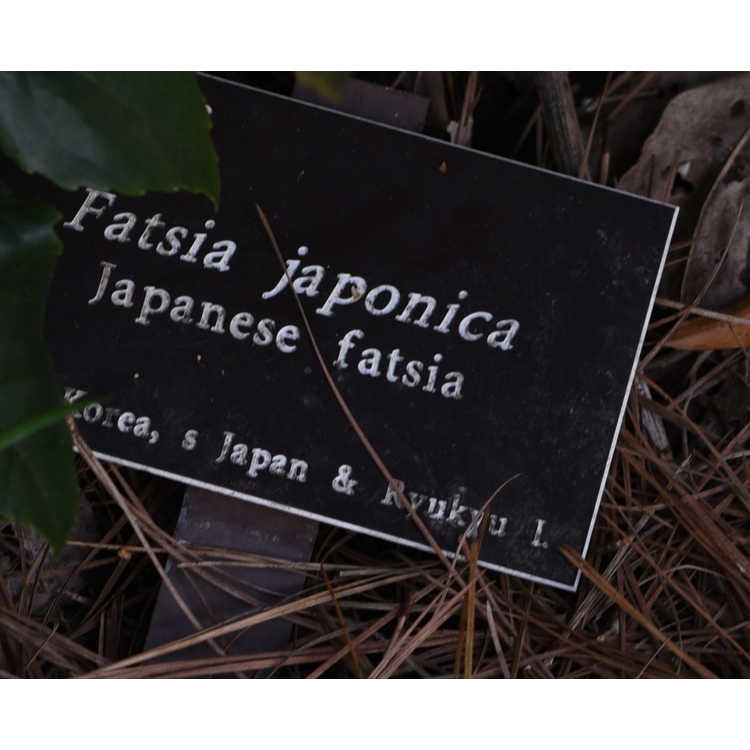 Fatsia japonica - Japanese fatsia