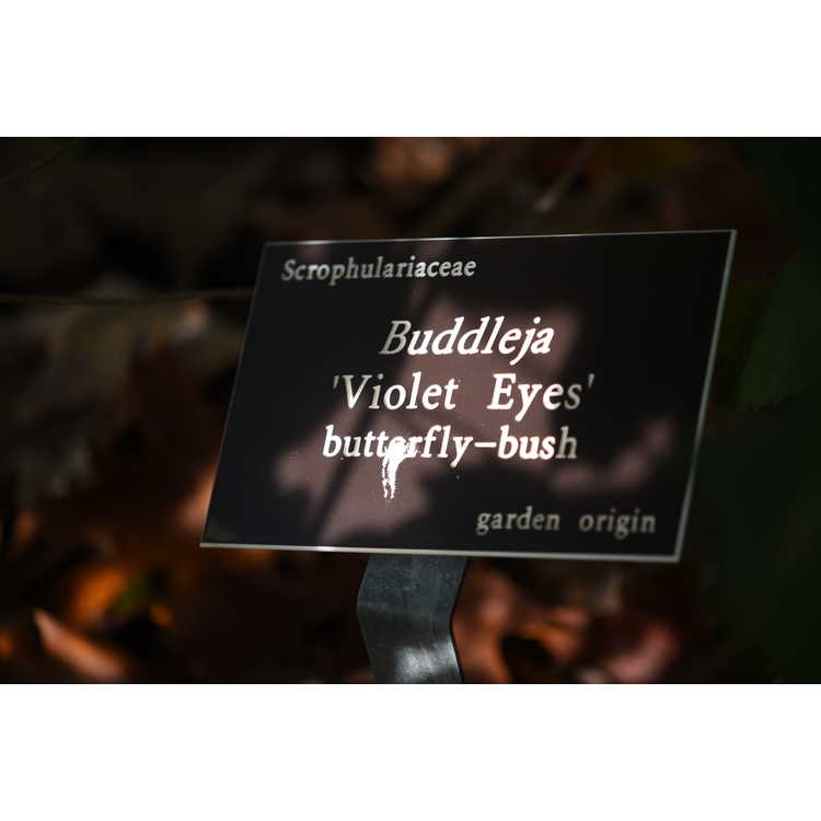 Buddleja 'Violet Eyes' - butterfly-bush