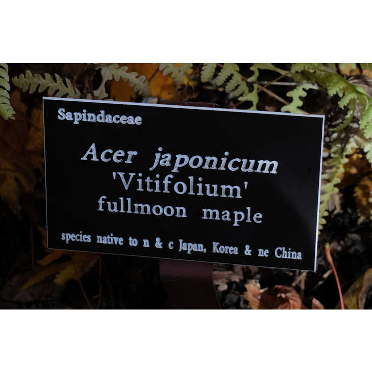 Acer japonicum 'Vitifolium' - full moon maple