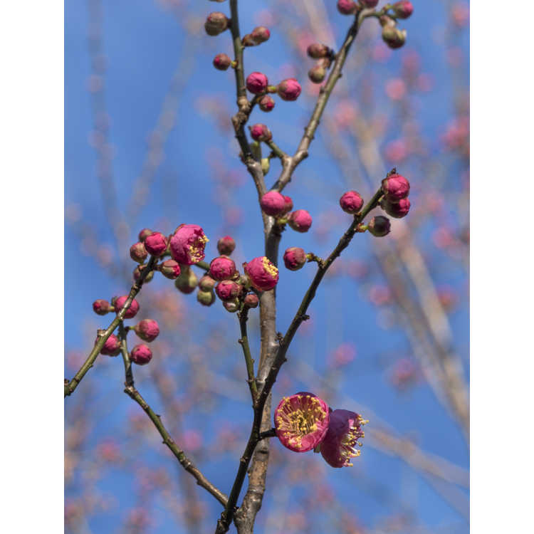 Prunus mume - Japanese flowering apricot