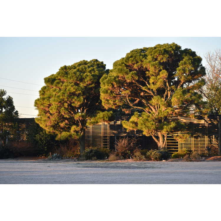 Pinus taeda NCSU Dwarf Group - dwarf loblolly pine
