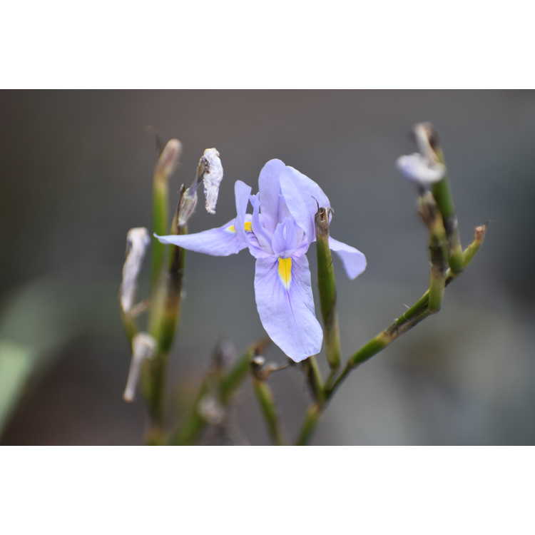 Moraea polystachya - butterfly iris