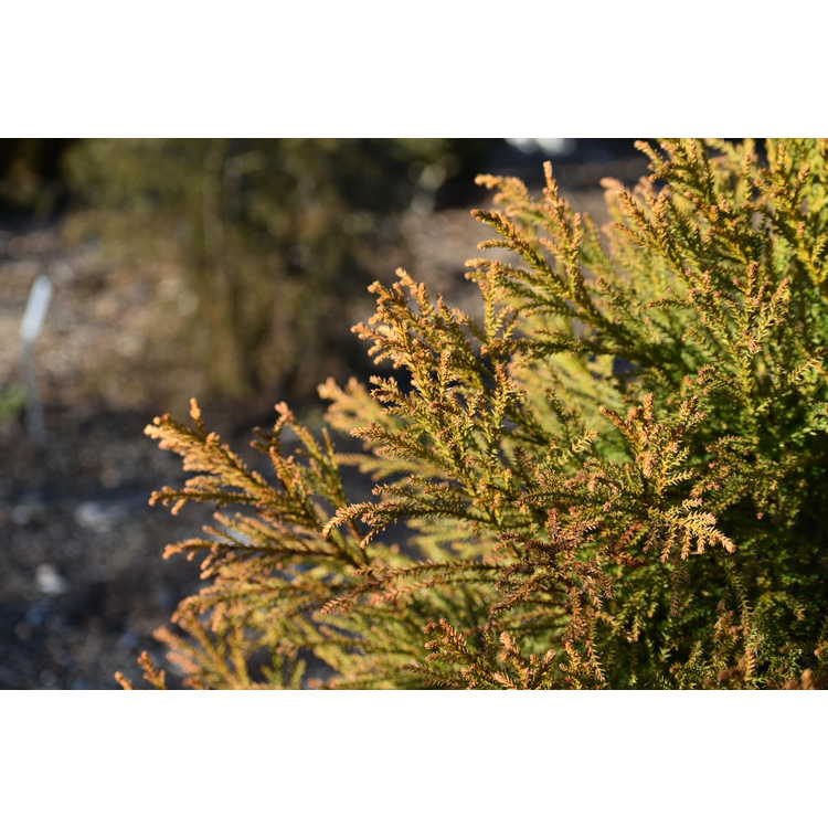Cryptomeria japonica 'Butterball' - Japanese cedar