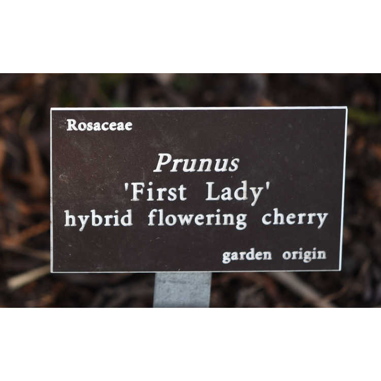 Prunus 'First Lady'