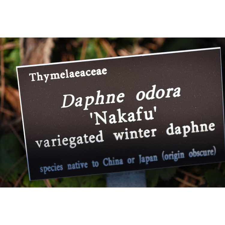 Daphne odora 'Nakafu' - variegated winter daphne
