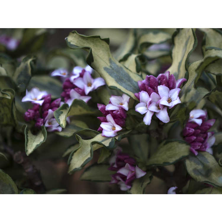 Daphne odora 'Nakafu' - variegated winter daphne