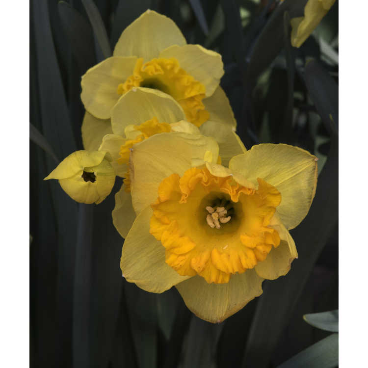 Narcissus 'Orange Frilled'