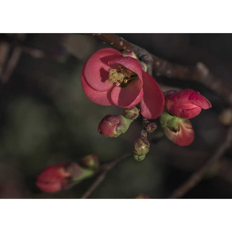 Chaenomeles 'Scarff's Red' - hybrid flowering quince