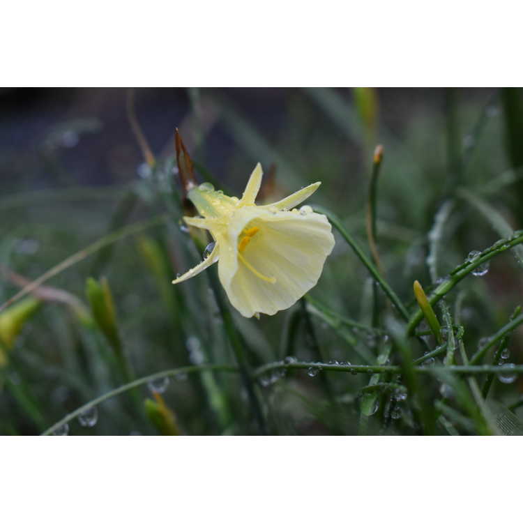 Narcissus 'Spoirot' - miniature daffodil