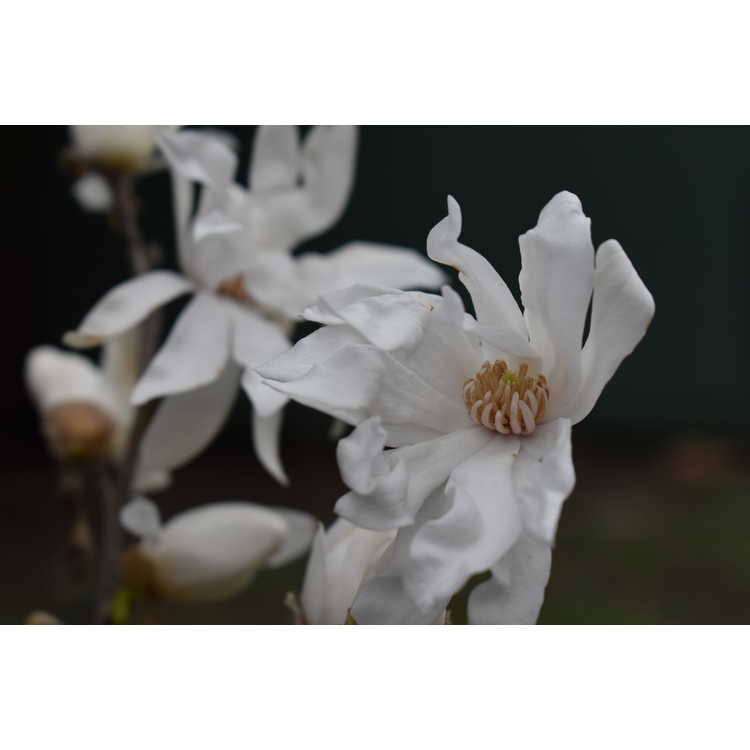 Magnolia stellata 'Star Dust'