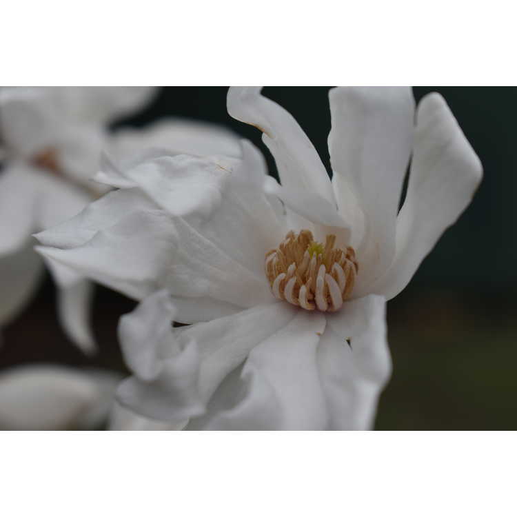Magnolia stellata Pickards Stardust