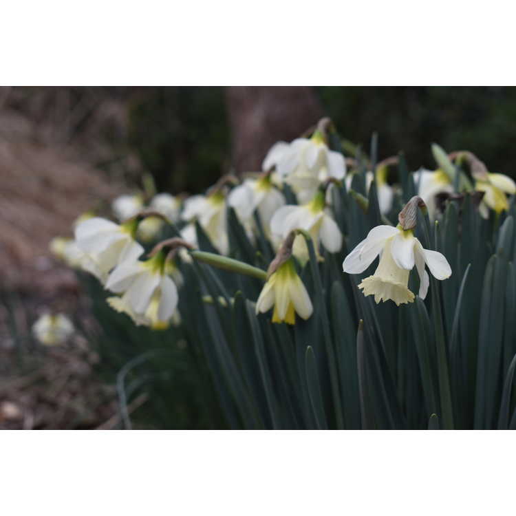 Narcissus pseudonarcissus moschatus