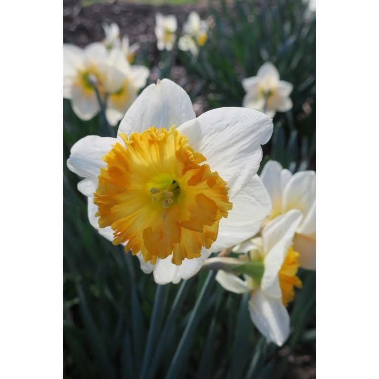 Narcissus 'Virginia Sunrise' - large-cupped daffodil