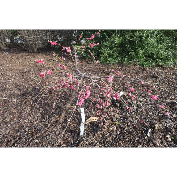 Prunus persica 'Genpei Shidare' - bicolor weeping peach